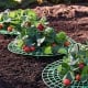 Strawberry stand 30cm - Gardening support - support for vines