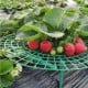 Strawberry stand 30cm - Gardening support - support for vines