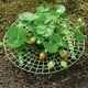 Strawberry stand 30cm - Gardening support - support for vines