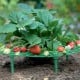 Strawberry stand 30cm - Gardening support - support for vines